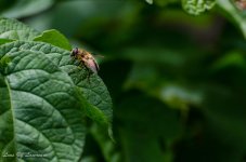 bee with 300mm.jpg