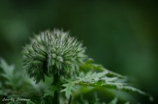 macro DoF seems wrong.jpg