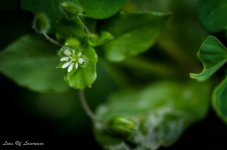 Tiny flower macro.jpg