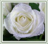 White Rose 12-10-2014.jpg