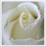 Water Drops on White Rose Close Up.jpg