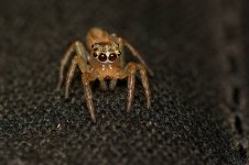 DSC_7237.jpg