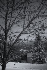 winter night iso 8000.jpg