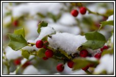 Snow121114.jpg