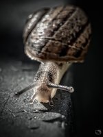 snail002.jpg