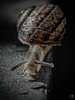 snail002-Edit.jpg