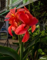 flower-front-ype1-1.jpg