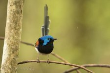 NEW_4477_webshot.jpg