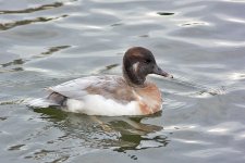 DSC_0342.jpg