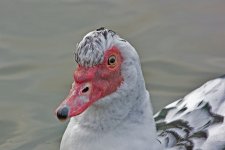 DSC_0352.jpg