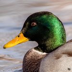 DSC_8735-Edit-2.jpg