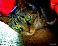 Bill the Cat 12-12-14.jpg
