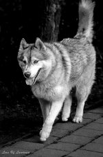 Husky.jpg