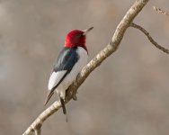 Red-headed woodpecker 2014-12-12.jpg