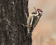 Yellow bellied sapsucker 2014-12-12.jpg