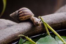 breakfast-snail-1.jpg