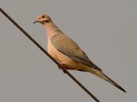 Pidgen.jpg