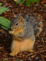 Squirrel2.jpg