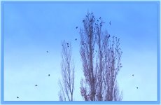 Winter Birds.jpg