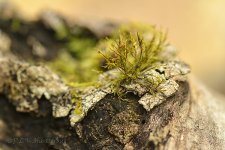 NEW_4646_webshot.jpg