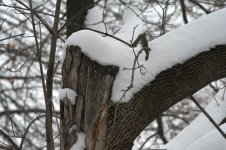 DSC_4893-1.jpg