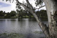 Gumtree hanging over river2.jpg