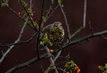 _DSC4343.jpg