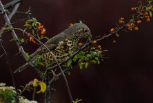 _DSC4348.jpg