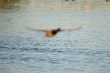 DSC_1332.jpg