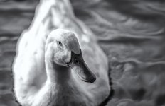 White Duck in Water Small.jpg