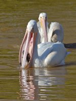 Pelican13.jpg