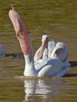 Pelican14.jpg