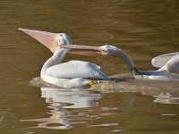 Pelican15.jpg