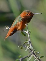 Hummer12.jpg