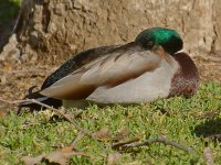 Mallard.jpg