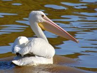 Pelican5.jpg