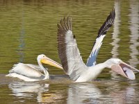 Pelican8.jpg