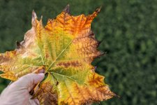 Leaf it all Behind.jpg