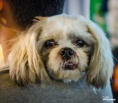 dog-shoulder1-1.jpg