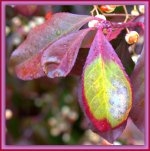 Purple and Green Leaf.jpg