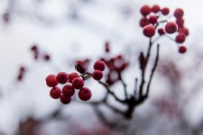 berrys 121214.jpg