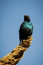 Bird2 - Kruger park 2014.jpg