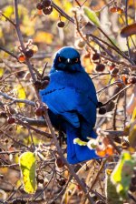 Bird - Kruger park 2014.jpg