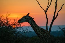 sunrise with a giraffe.jpg