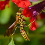 Wasp3.jpg