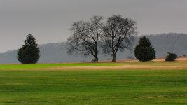 Tree in meadow.--2.jpg