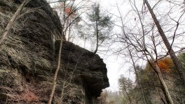 Tree on cliff-.jpg