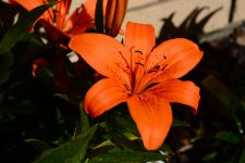 DSC_6463.jpg