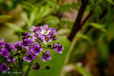 Purple bulbs of some sort.jpg