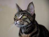 DSC_4737.jpg